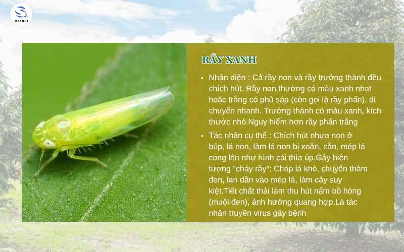 Rệp xanh côn trùng gây hại