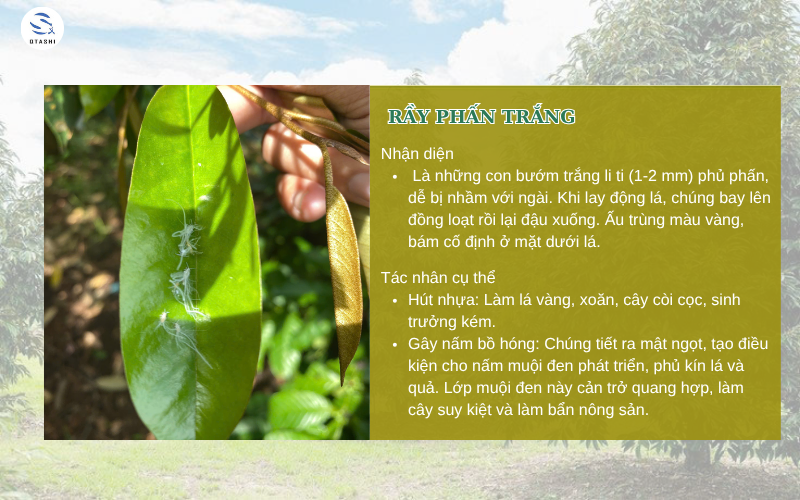 Rệp phấn trắng gây hại cho cây