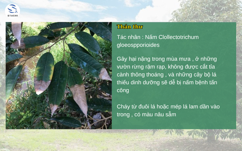 cây sầu riêng bị thán thư 