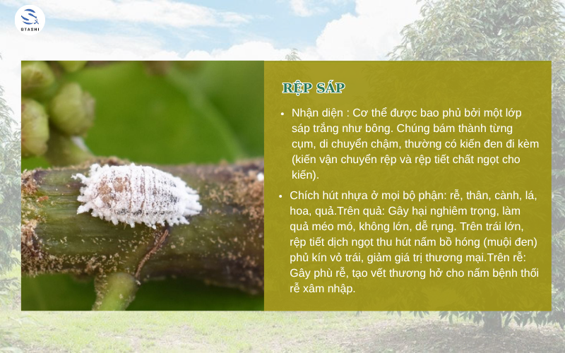 rệp sáp gây hại cho cây trồng