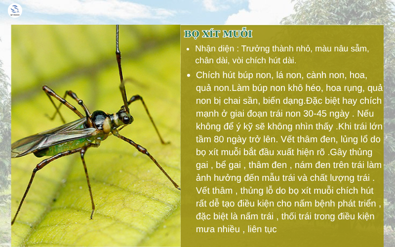 Bọ xít muỗi gây hại cho cây