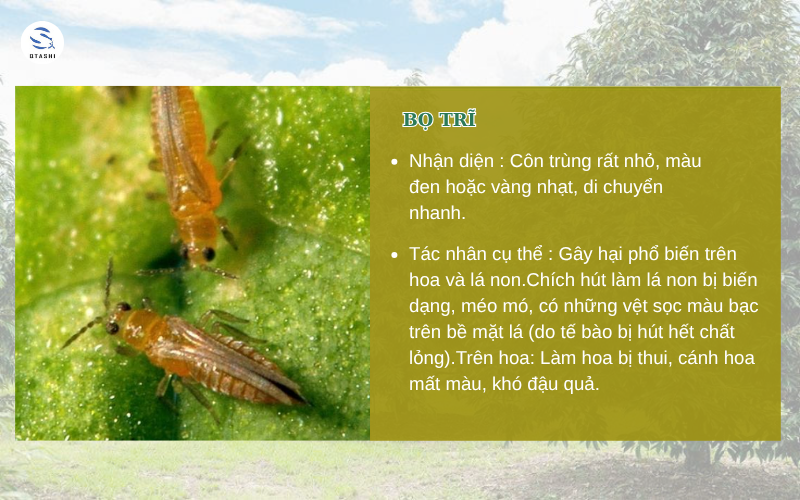 bọ trĩ gây hại cho cây trồng