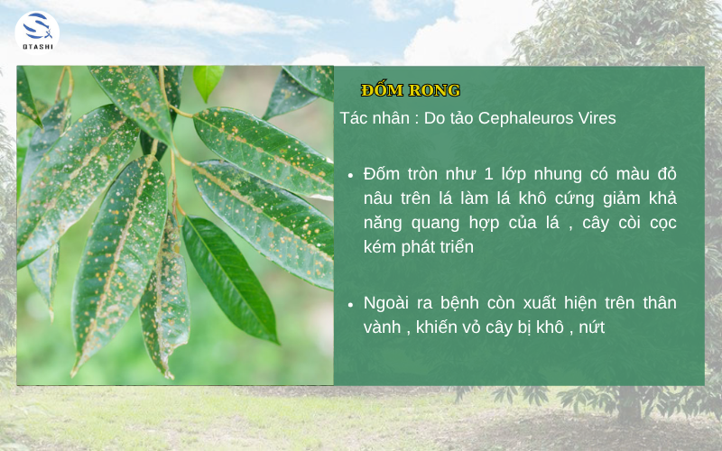 cây sầu riêng bị đốm rong