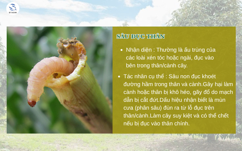 Sâu đục thân gây hại cho cây trồng