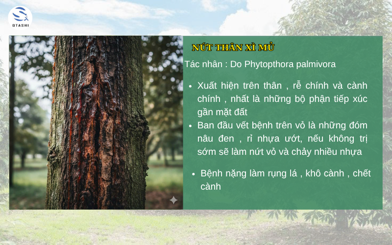 Cây sầu riêng bị xì mũ