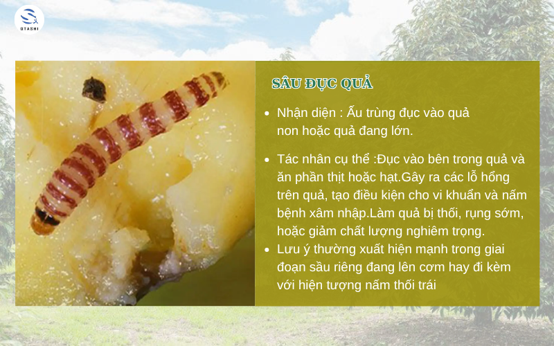 sâu đục quả gây hại cho cây trồng