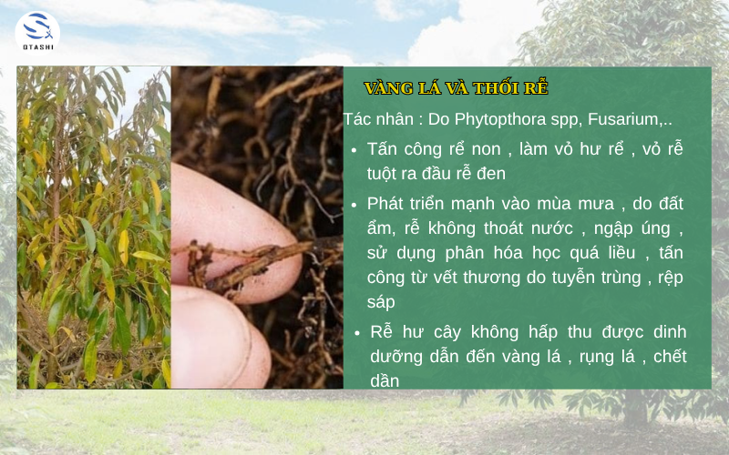cây sầu riêng vàng lá và thối rể