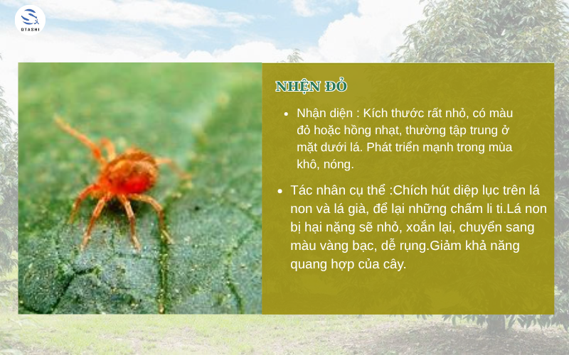 Nhện đỏ gây hại cho cây trồng
