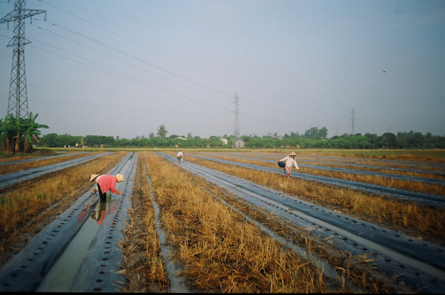 xử lý cây mùa mưa 