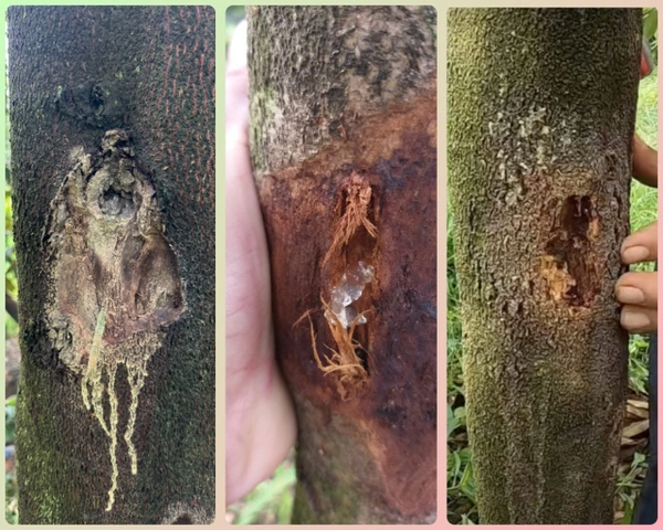 nứt thân xì mủ
