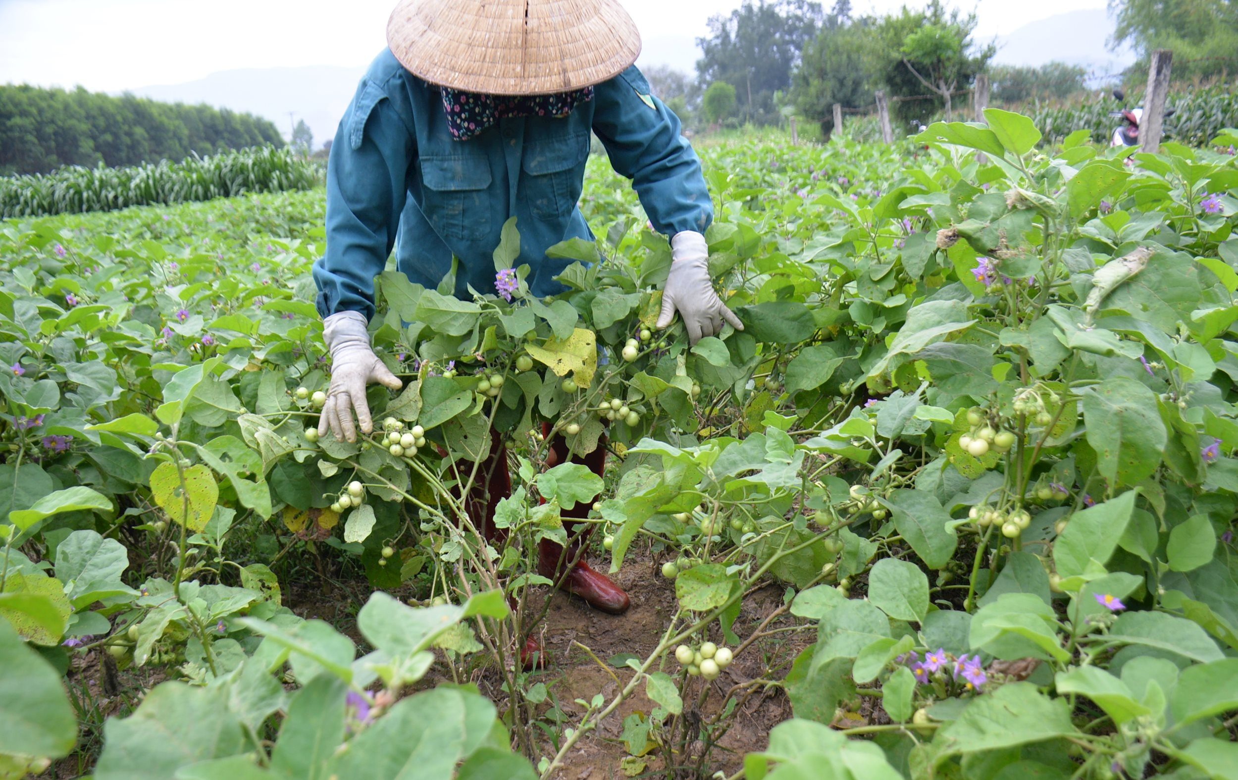 Trồng cà pháo năng suất cao