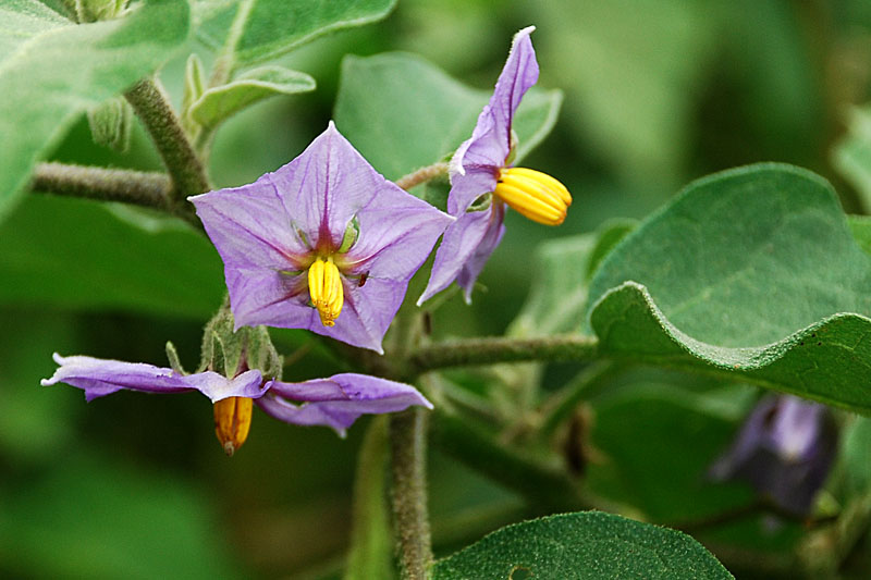 trồng cà pháo năng suất cao
