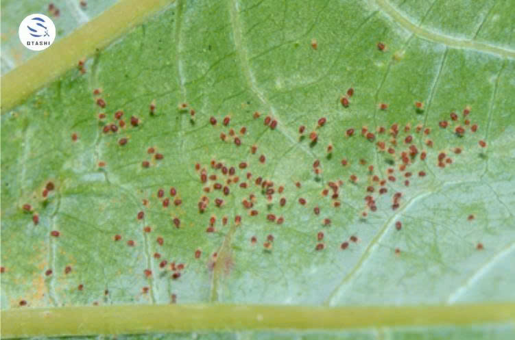 Nhện đỏ trên lá