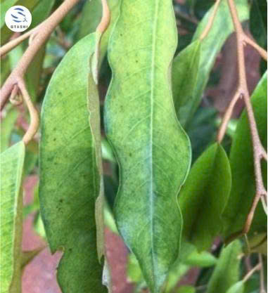 nhện đỏ trên cây