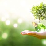 Giải pháp phòng trừ bọ trĩ hiệu quả bằng SIÊU BỌ TRĨ 250EC