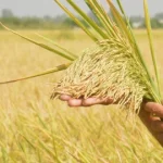 Triển vọng giống lúa TB99 trên đất Hậu Giang