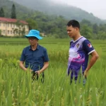 Trồng giống lúa ‘nồi đồng cối đá’, nông dân không phải phun thuốc