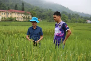 Trồng giống lúa ‘nồi đồng cối đá’, nông dân không phải phun thuốc