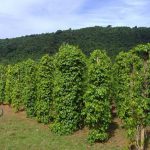 Phát triển nông nghiệp bền vững tại Đắk Lắk – Hướng đi xanh cho tương lai