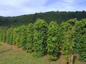 Phát triển nông nghiệp bền vững tại Đắk Lắk – Hướng đi xanh cho tương lai