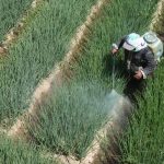 Biện pháp phòng trừ sâu bệnh hiệu quả – Bí quyết giúp vườn khỏe, cây tốt quanh năm