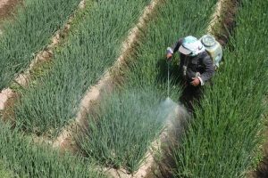 Biện pháp phòng trừ sâu bệnh hiệu quả – Bí quyết giúp vườn khỏe, cây tốt quanh năm