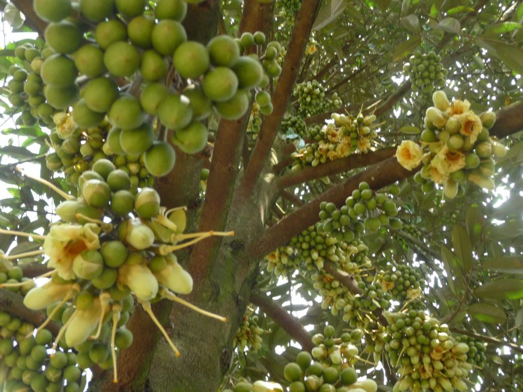 Sầu riêng