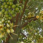 Những Lưu Ý Quan Trọng Khi Làm Bông Sầu Riêng – Cây Khỏe, Bông Đẹp, Năng Suất Cao