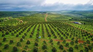 Sức hấp dẫn của cây sầu riêng – “Vua trái cây” giúp nông dân