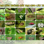 Các Loại Côn Trùng Gây Hại Cho Cây Trồng – Nỗi Lo Của Nhà Nông