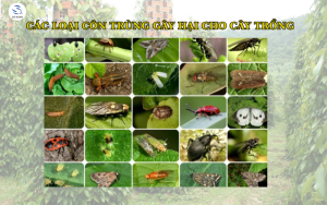 Các Loại Côn Trùng Gây Hại Cho Cây Trồng – Nỗi Lo Của Nhà Nông