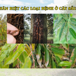 Cách Phân Biệt Bệnh Trên Cây Sầu Riêng – Nhận Biết Sớm, Xử Lý Kịp Thời