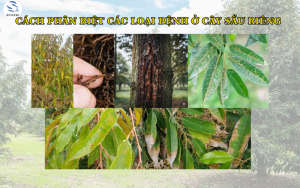 Cách Phân Biệt Bệnh Trên Cây Sầu Riêng – Nhận Biết Sớm, Xử Lý Kịp Thời