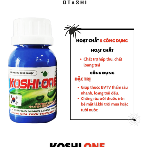 KOSHI ONE