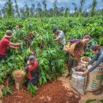 TẠI SAO PHẢI DỌN VƯỜN SAU THU HOẠCH CÀ PHÊ? 6 LÝ DO NÔNG DÂN KHÔNG THỂ BỎ QUA