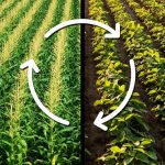 Phân Biệt Tuyến Trùng Và Nấm Gây Hại Ở Rễ – Bà Con Đừng Nhầm Lẫn Kẻ Thù Dưới Lòng Đất