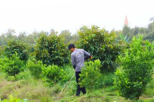 Chăm sóc và bảo vệ cây trồng trong mùa mưa