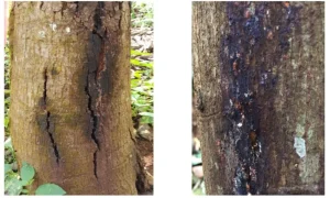 Nứt Thân Xì Mủ Cây Trồng: Nguyên Nhân, Dấu Hiệu và Giải Pháp Khắc Phục Hiệu Quả Nhất