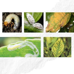 Biện pháp phòng trừ sâu bệnh đơn giản – Dễ áp dụng ngay tại vườn