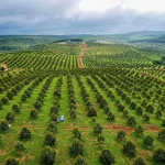 Nông Dân Mùa Cuối Năm: 5 Việc Quan Trọng Giúp Cây Khỏe – Vườn Bền – Vụ Mới Năng Suất Cao