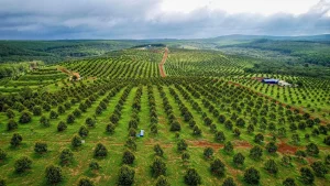 Nông Dân Mùa Cuối Năm: 5 Việc Quan Trọng Giúp Cây Khỏe – Vườn Bền – Vụ Mới Năng Suất Cao