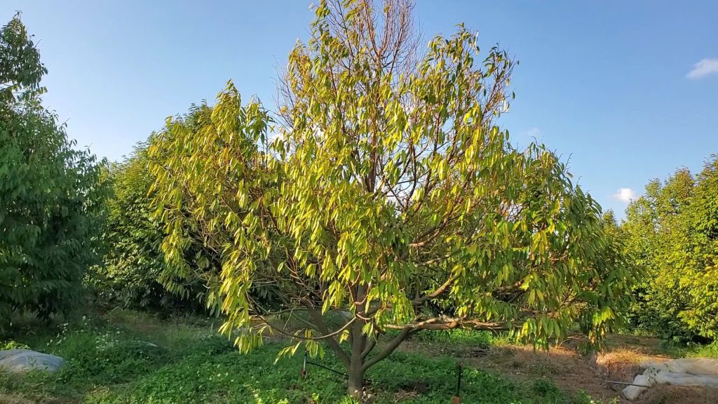 nứt thân xì mủ