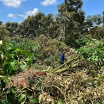 GIẢI PHÁP GIÚP CÂY ĐỨNG VỮNG MÙA MƯA – KHÔNG ĐỔ RỄ