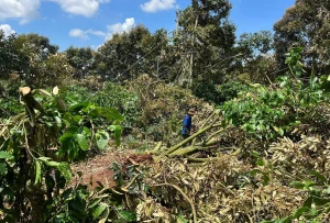 GIẢI PHÁP GIÚP CÂY ĐỨNG VỮNG MÙA MƯA – KHÔNG ĐỔ RỄ