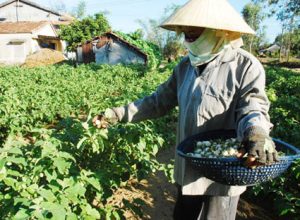KỸ THUẬT TRỒNG CÀ PHÁO ĐẠT NĂNG SUẤT CAO – BÍ QUYẾT CHO VỤ MÙA BỘI THU