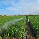 Kỹ Thuật Trồng Hoa Lay Ơn Cho Mùa Tết 2026: Bí Quyết Cho Năng Suất Cao, Hoa Đẹp, Nở Đúng Tết