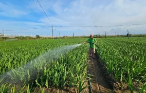 Kỹ Thuật Trồng Hoa Lay Ơn Cho Mùa Tết 2026: Bí Quyết Cho Năng Suất Cao, Hoa Đẹp, Nở Đúng Tết