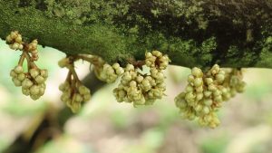 Giai đoạn nuôi mầm – trước ra hoa: Bí quyết giúp cây ra hoa đồng loạt và đậu trái cao