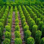 Chăm tiêu cho mùa vụ sắp tới: Làm rễ – phục hồi – phòng bệnh quan trọng nhất trong tháng 12–1