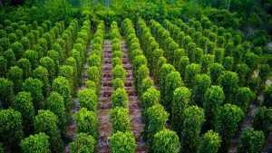 Chăm tiêu cho mùa vụ sắp tới: Làm rễ – phục hồi – phòng bệnh quan trọng nhất trong tháng 12–1